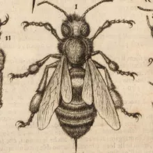 dessin-insectes-microscope