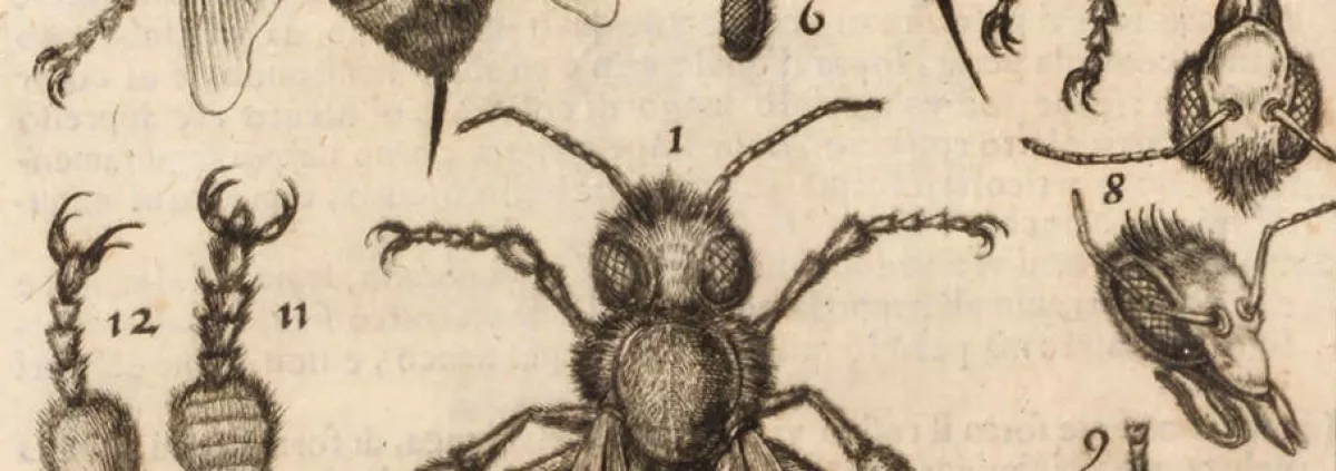 dessin-insectes-microscope
